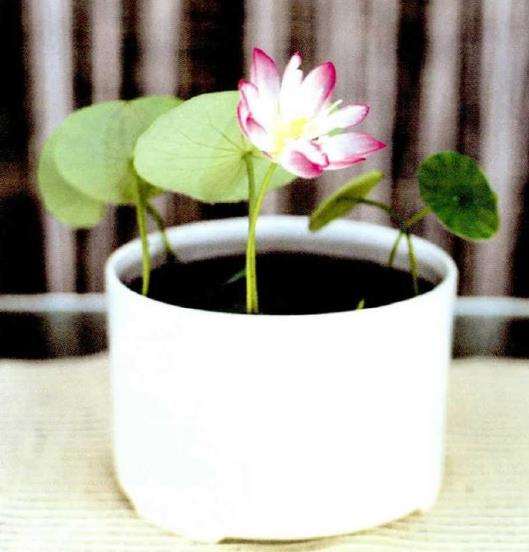 常见的8个碗莲品种是什么 图片