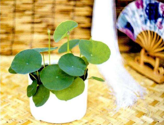 常见的8个碗莲品种是什么 图片