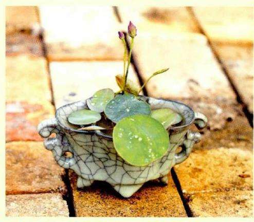 常见的8个碗莲品种是什么 图片