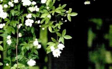 绿荫满窗时 你的住所便是桃花源 图片