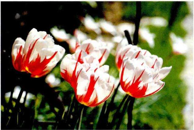 我是怎么自己设计花园的 图片