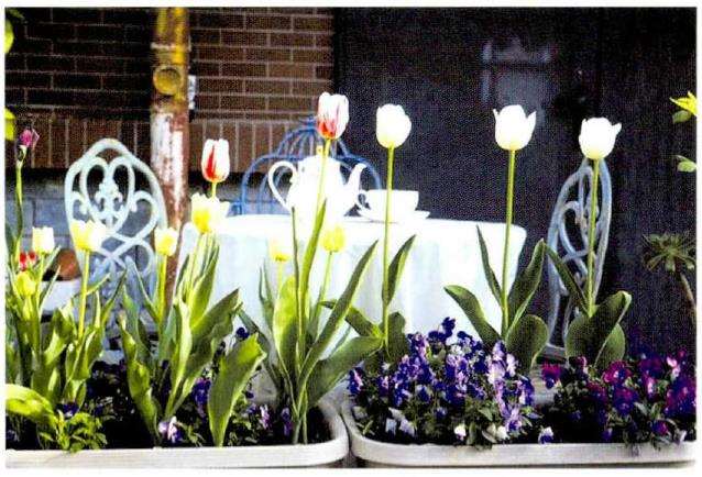 我是怎么自己设计花园的 图片