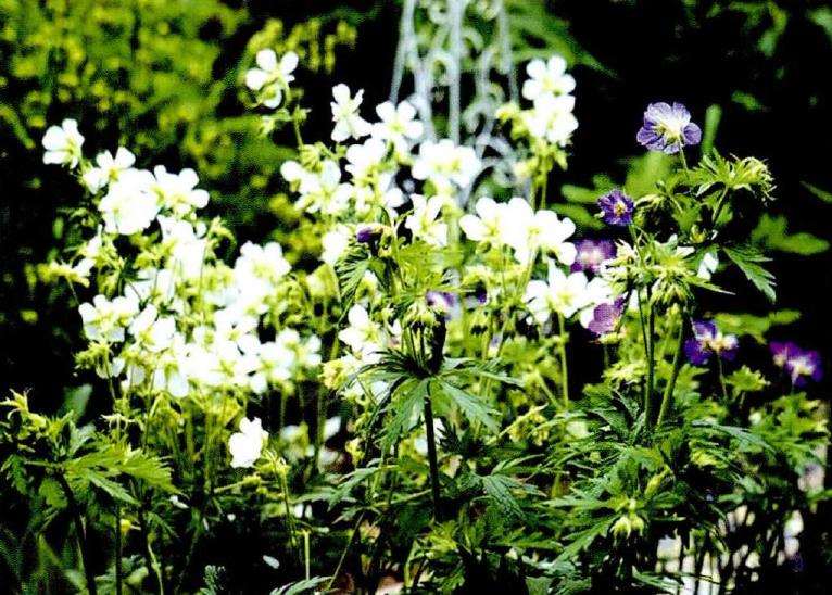 我是怎么自己设计花园的 图片