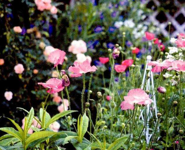 我是怎么自己设计花园的 图片