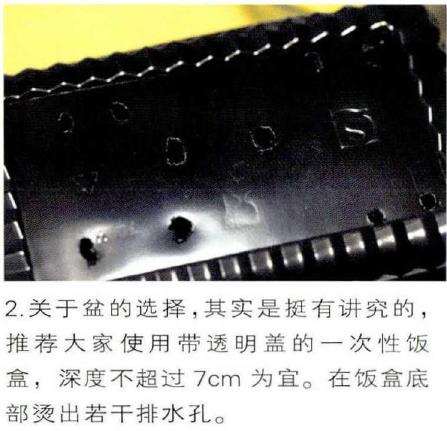 图解 生石花多肉怎么家庭播种的3个教程