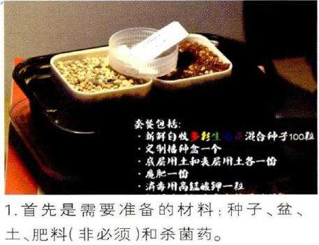 图解 生石花多肉怎么家庭播种的3个教程