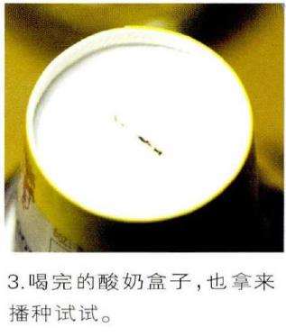 图解 生石花多肉怎么家庭播种的3个教程