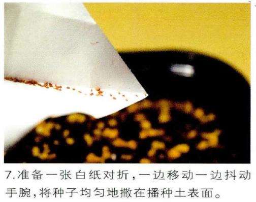 图解 生石花多肉怎么家庭播种的3个教程