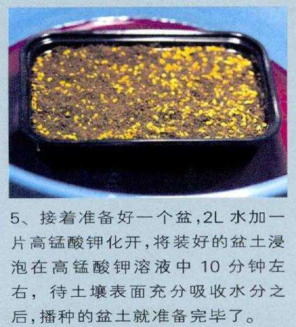图解 生石花多肉怎么家庭播种的3个教程
