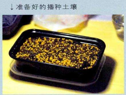 图解 生石花多肉怎么家庭播种的3个教程