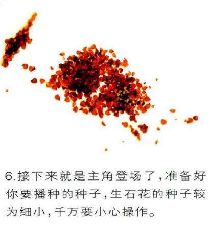 图解 生石花多肉怎么家庭播种的3个教程