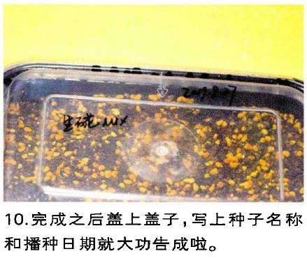 图解 生石花多肉怎么家庭播种的3个教程