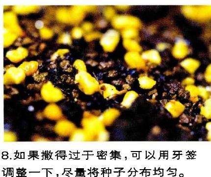 图解 生石花多肉怎么家庭播种的3个教程