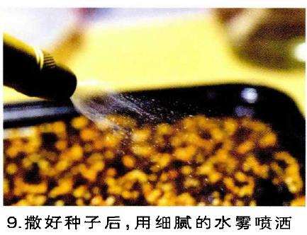 图解 生石花多肉怎么家庭播种的3个教程