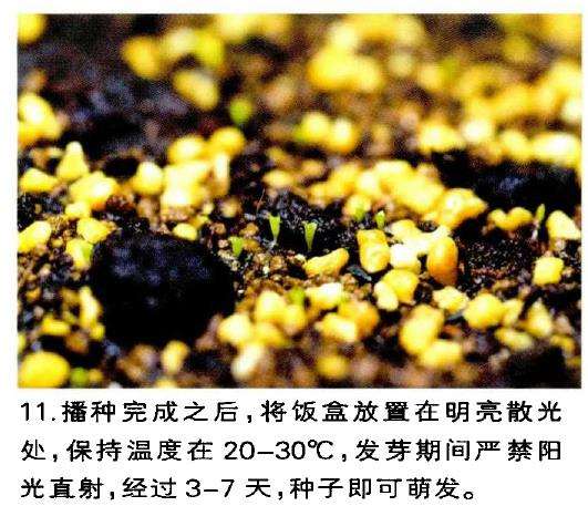 图解 生石花多肉怎么家庭播种的3个教程
