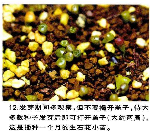 图解 生石花多肉怎么家庭播种的3个教程