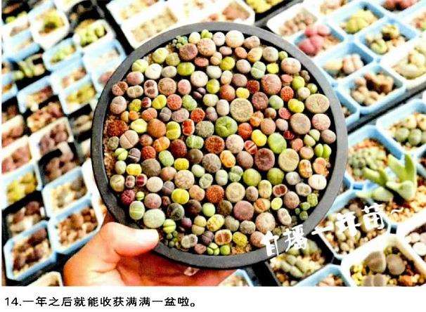 图解 生石花多肉怎么家庭播种的3个教程