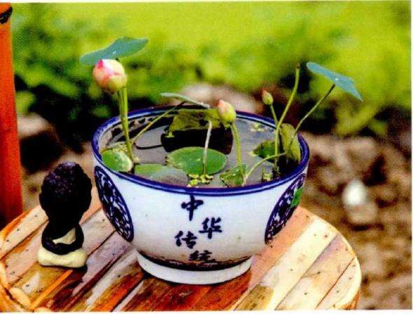 碗莲怎么家庭栽培的5个方法
