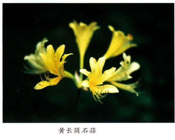 石蒜属植物的种类有哪些 图片