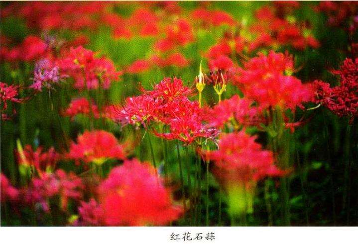 石蒜属植物的种类有哪些 图片
