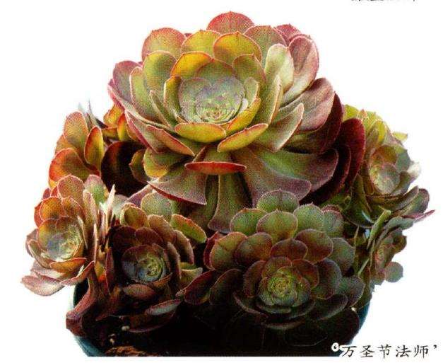 黑法师多肉怎么养护繁殖