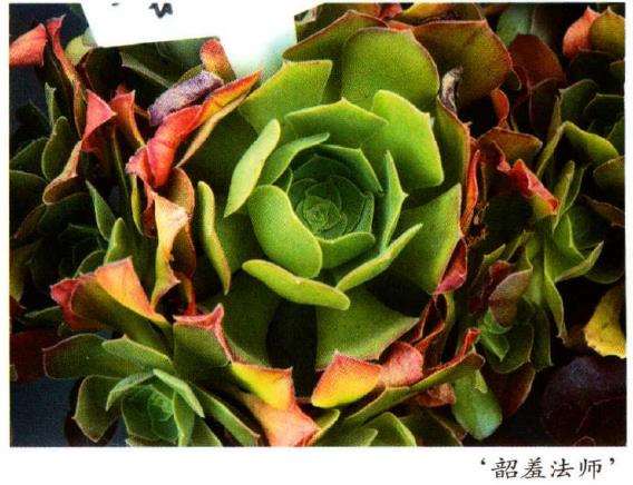 黑法师多肉怎么养护繁殖