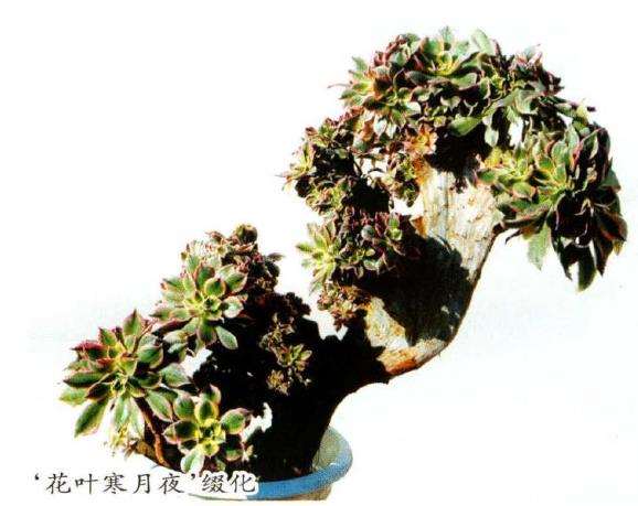 黑法师多肉怎么养护繁殖