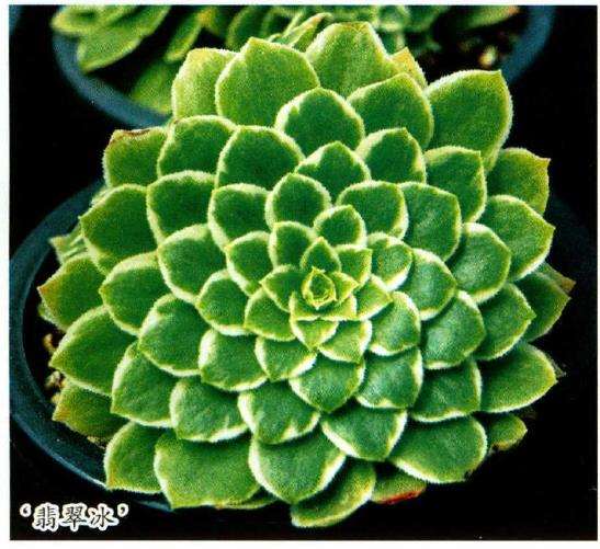 黑法师多肉怎么养护繁殖