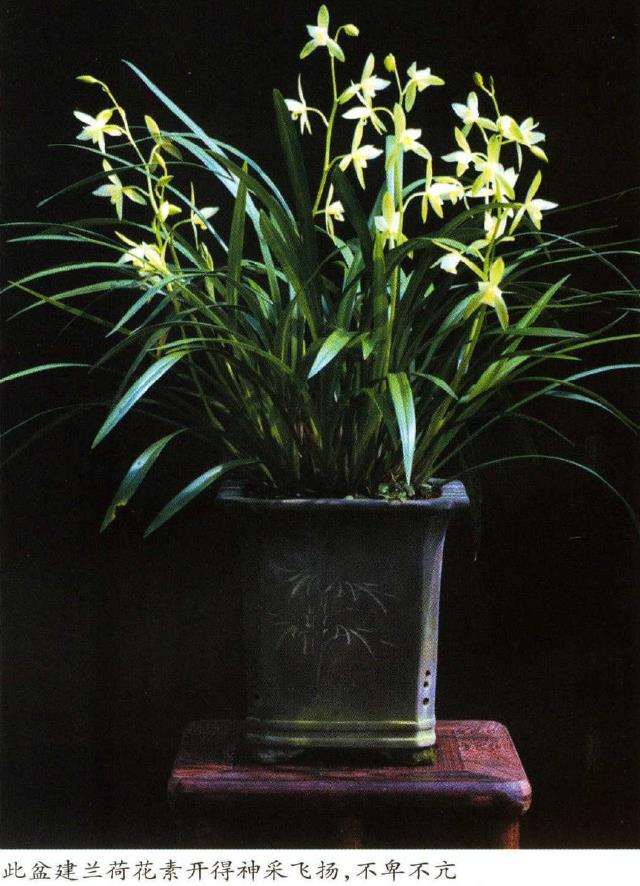 中国兰花的2个传统审美观是什么 图片