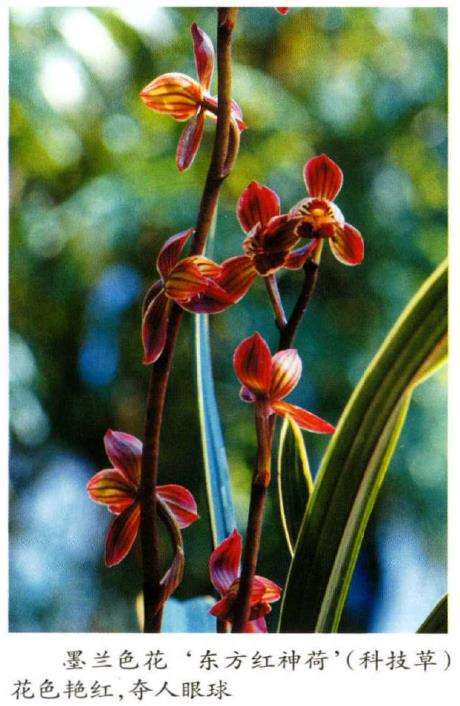 为什么兰花是中国传统文化的形象代言人