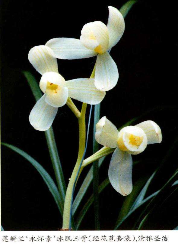 为什么兰花是中国传统文化的形象代言人