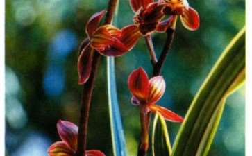 为什么兰花是中国传统文化的形象代言人