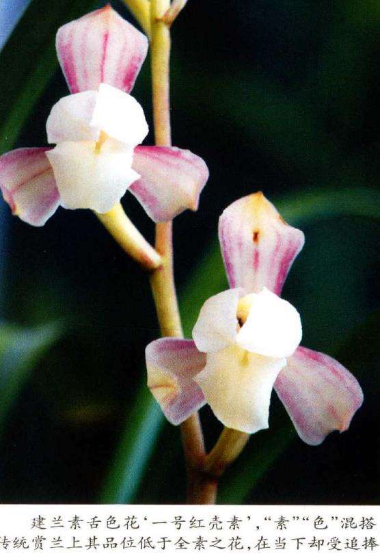 现代兰花怎么欣赏的2个类型