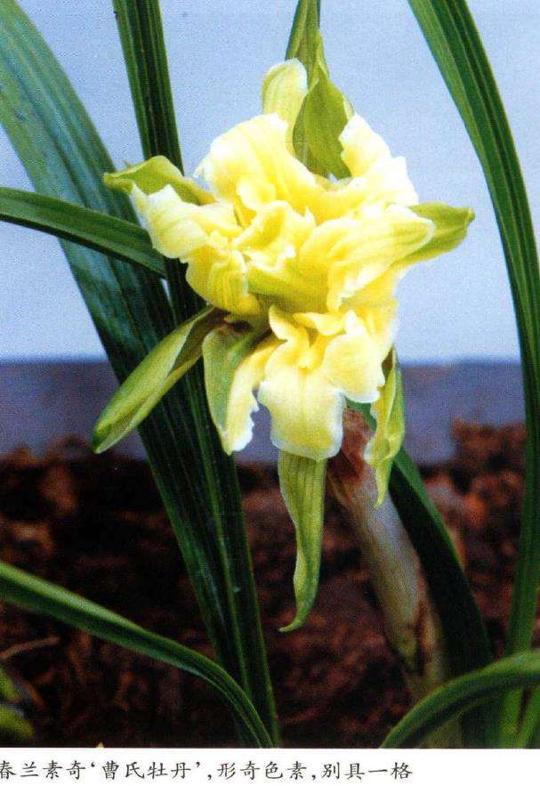 现代兰花怎么欣赏的2个类型