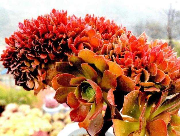 春季多肉植物怎么浇水