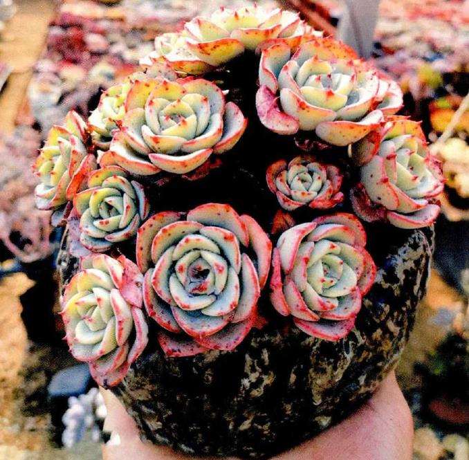 春季多肉是否合适换盆