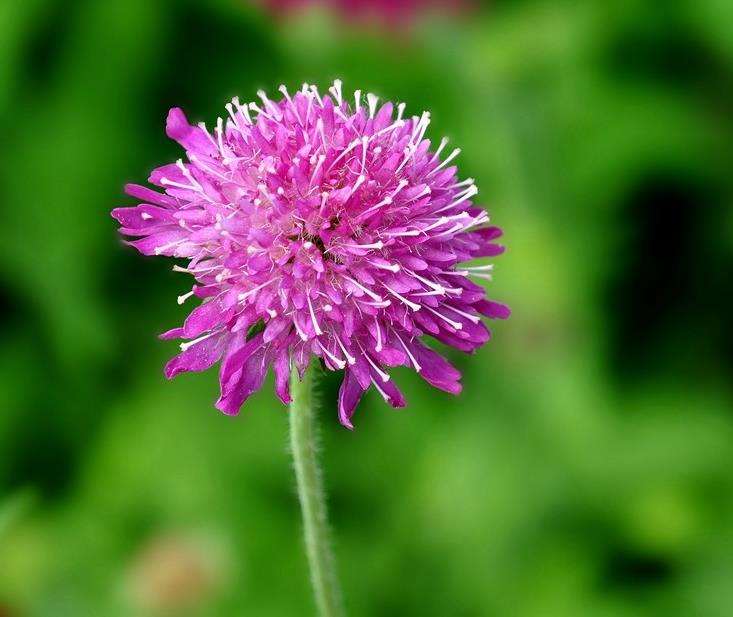 芝加哥取消2020年花卉展