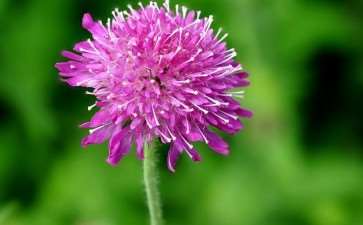 芝加哥取消2020年花卉展 图片