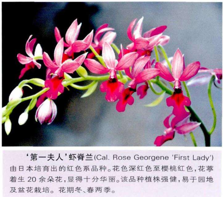 盆栽种植虾脊兰怎么栽培浇水的3个方法