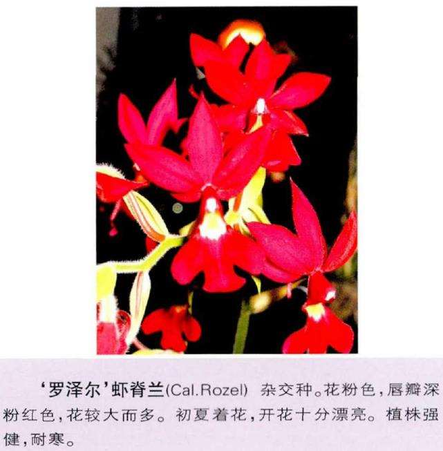 盆栽种植虾脊兰怎么栽培浇水的3个方法