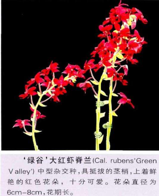 盆栽种植虾脊兰怎么栽培浇水的3个方法