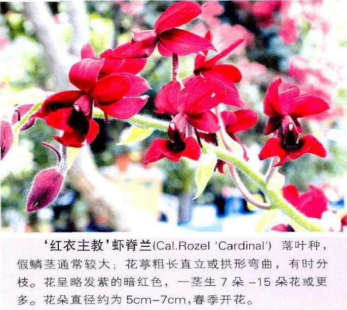 栽培植虾脊兰怎么环境控制和观赏应用
