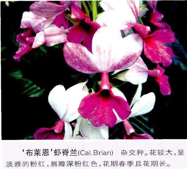 栽培植虾脊兰怎么环境控制和观赏应用