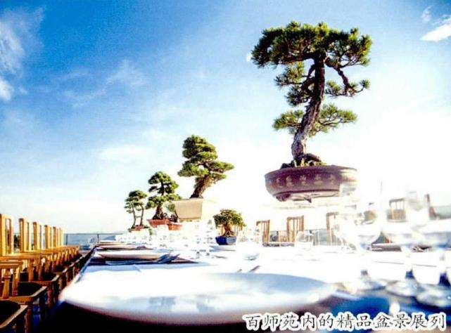 宁波后花园承载着中国盆景艺术的名园