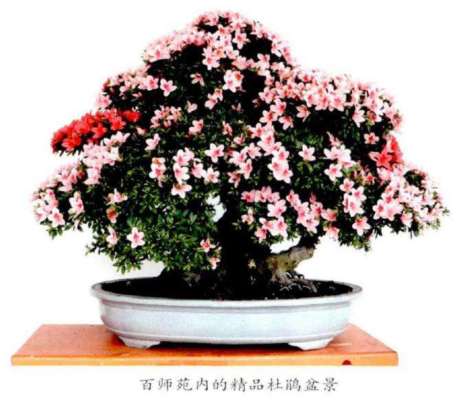 宁波后花园承载着中国盆景艺术的名园