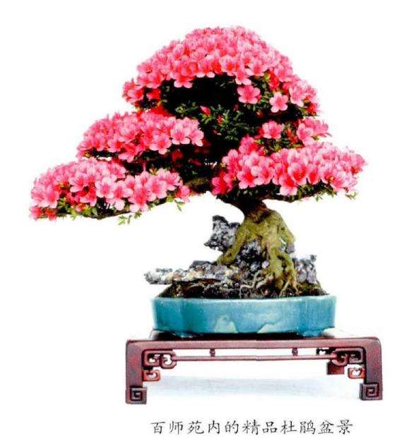 宁波后花园承载着中国盆景艺术的名园