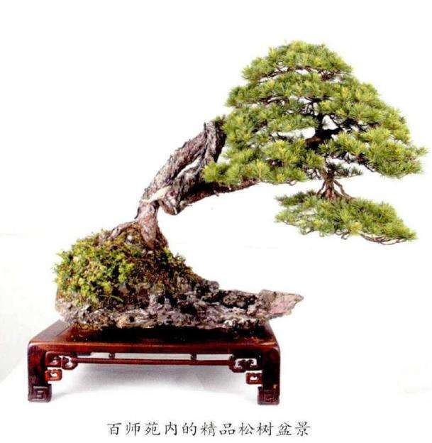 宁波后花园承载着中国盆景艺术的名园