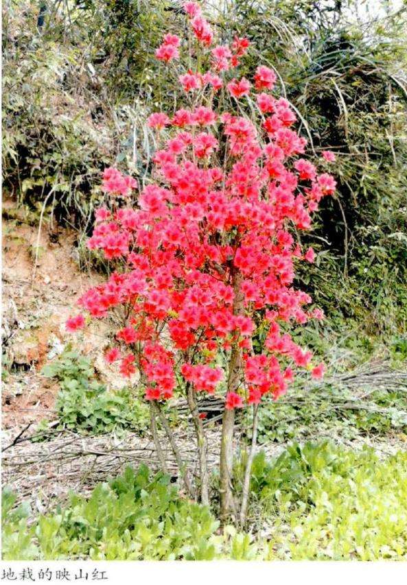 映山红树桩盆景怎么移植