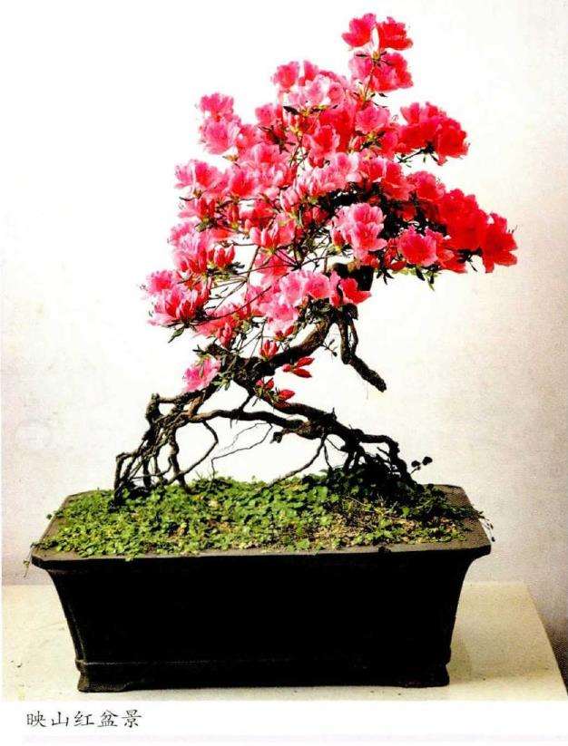 怎么栽植好映山红盆景