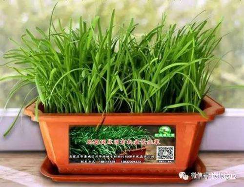 韭菜盆景怎么装盆栽植的2个方法